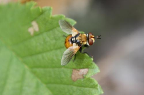 Gymnosoma sp.